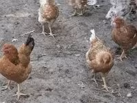 galinha dinamarquesa — foto 8