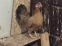 Chickens — foto 2