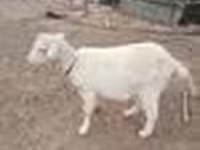 Koza, Saanen goat — foto 6