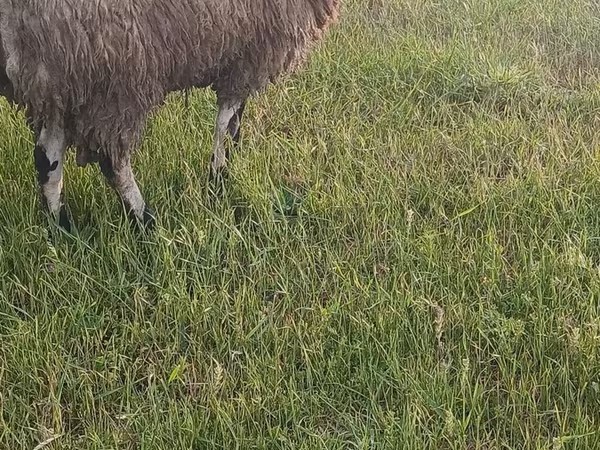 Sheep (batch, sex not specified), Sheep — Azerbaijan