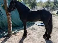 Cavalo, Friesian — foto 5