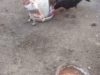 Burbon Qırmızı — foto 4