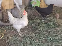 Chickens — photo 3