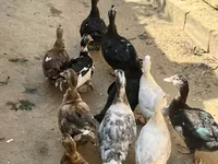 家养麝香鸭 — 照片 1