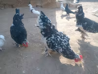 ياباني بانتام — الصورة 7