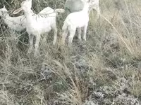 Goat, Alpine goat — photo 1
