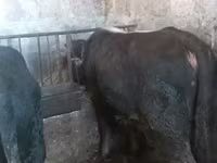 सांड, Russian Black pied cattle — फ़ोटो 3