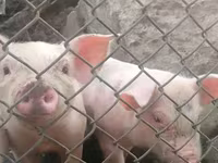 Säue, Schweine — Foto 2