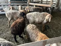 Qoç, Arashan sheep — foto 6