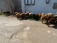 भेड़ें (लॉट, लिंग निर्दिष्ट नहीं), भेड़ — फ़ोटो 4