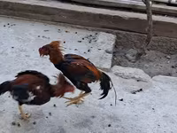 Chickens — फ़ोटो 7