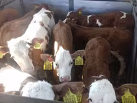 Toro, Simmental cattle — foto 4