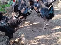 Chickens — photo 3