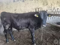 Buğa, Red Estonian cattle — foto 5