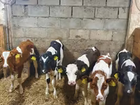 Byk, Simmental cattle — zdjęcie 3