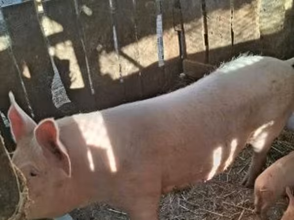 Урук чочко, Крупная белая