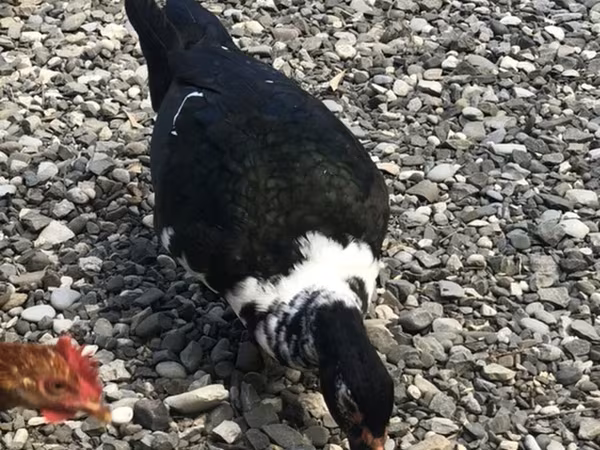 Domestic Muscovy — Azerbaijan