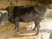 Buğa, Swiss cattle — foto 1