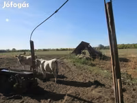 Touro, Charolais cattle — foto 4