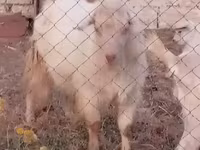Goat, Goats — photo 4