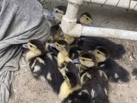 Ducks — photo 2