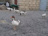 Geese — photo 2