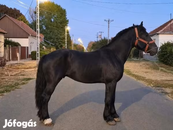 Kůň, Friesian