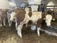 Bull, Simmental cattle — photo 4