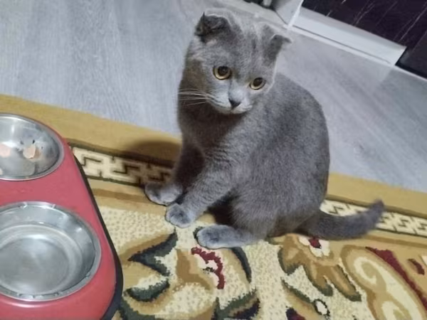 Şotlan erkek