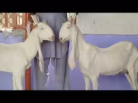 عنزة, Gulabi goats — الصورة 5