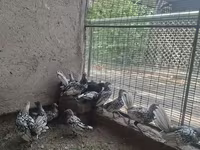 सेब्राइट — फ़ोटो 2