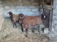 Qoyun, Blackheaded Persian sheep — foto 2