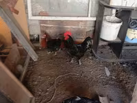 Australian Pit Game fowl — photo 1