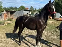 Égua, Dutch warmblood horse — foto 1