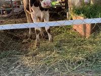 Kuh, Holstein-Rasse — Foto 2
