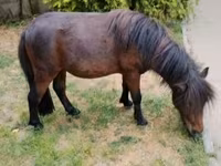 Koń, Shetland Pony — zdjęcie 4
