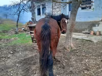 Madyan, Atlar — foto 3
