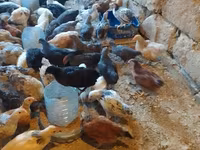 Chickens — photo 1