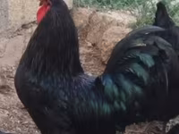 Australorp — photo 1