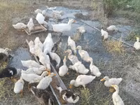Ducks — photo 1