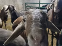 Sheep (batch, sex not specified), Sheep — photo 1