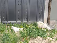 Cabra, Cabras — foto 2