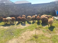 Qoyunlar (partiya, cinsi göstərilməyib), Qoyunlar — foto 7