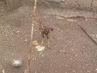 Chickens — foto 3