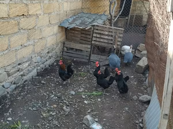 Chickens — Azerbaijan
