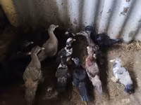 Ducks — foto 5