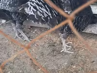 Chickens — foto 2