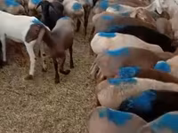 Qoç, Rhon sheep — foto 1