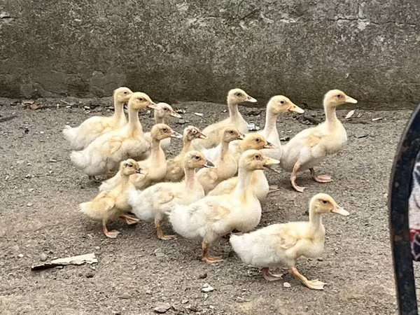 Amerikan Pekin — Azərbaycan