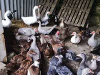 Ducks — foto 3
